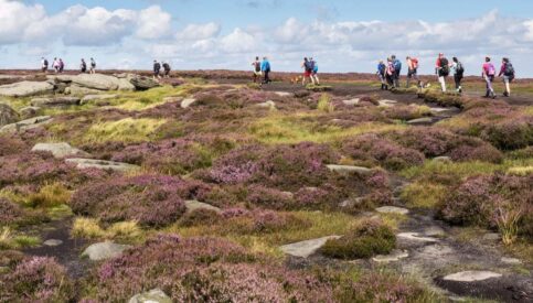Why We Partnered with Freshwalks